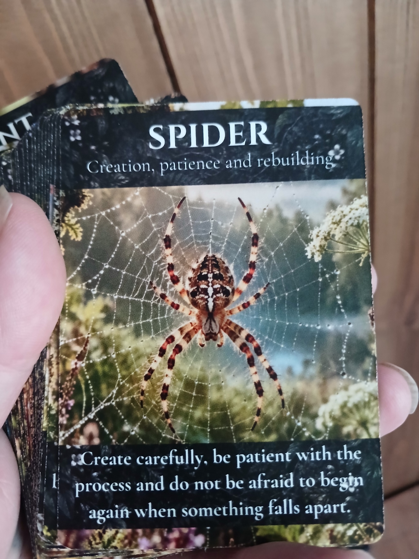 Animal Wisdom card deck sample 6