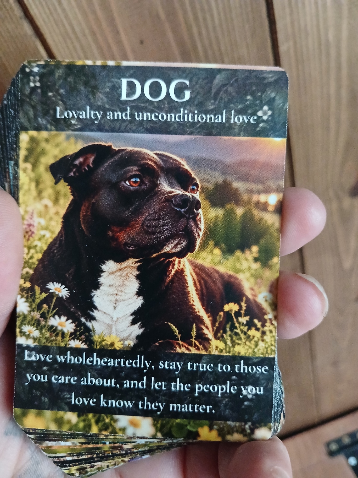 Animal Wisdom card deck sample 1